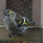 Twite - Frater - Berghänfling - Vinterhämpling - Carduelis flavirostris