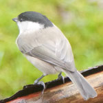 Willow tit - Matkop - Weidenmeise - Talltita - Poecile montanus