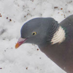 Woodpigeon - Houtduif - Ringeltaube - Ringduva - Columba palumbus