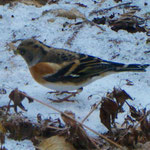 Brambling - Keep - Bergfink - Bergfink - Fringilla montifringilla