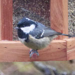 Coal tit - Zwarte Mees - Tannenmeise - Svartmes - Paris ater (Periparus)