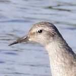 Knot - Kanoetstrandloper - Knut - Kustsnäppa - Calidris canutus