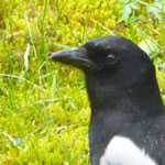 Magpie - Ekster - Elster - Skata - Pica pica