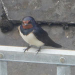 Barn swallow - Boerenzwaluw - Rauchschwalbe - Ladusvala - Hirundo rustica