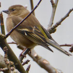 Greenfinch - Groenling - Grünfink - Grönfink - Cloris cloris