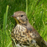 Song Thrush - Zanglijster - Singdrossel - Taltrast - Turdus philomelos