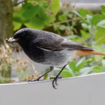 Black Redstart - Zwarte Roodstaart - Hausrotschwanz - Svart rödstjärt - Phoenicurus ochruros