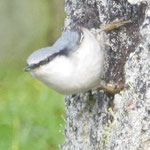 Eurasian nuthatch - Boomklever - Kleiber - Nötväcka - Sitta europaea