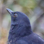 Blackbird - Merel - Amsel - Koltrast - Turdus merula