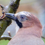 Jay - Vlaamse Gaai - Eichelhäher - Nötskrika - Garrulus glandarius