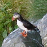 Atlantic puffin - Papegaaiduiker - Papageitaucher - Lunnefågel - Fratercula arctica