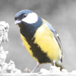 Great tit - Koolmees - Kohlmeise - Talgoxe - Parus major