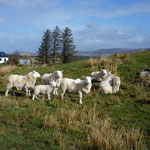 Skye Sheep
