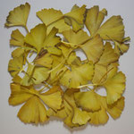 present yellow