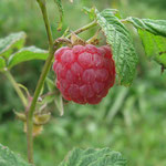 les framboisiers bio