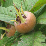 les néfliers d'allemagne