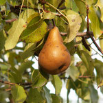 les poiriers bio