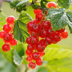 les groseilliers bio