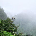 Madeira, Subtropischer Feuchtwald