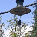 Elektrik, Tropischer Garten