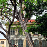 Funchal, Kolonialhaus
