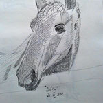 Pferdle 1 (Bleistift, Papier; 42 x 30 cm)