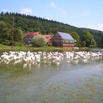 Gänse im Hochwasser der Salzböde (2007)