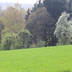 Obstbaumblüte auf dem Schmelzer Feld