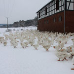 Gänse im Schnee am Kronauer Hof