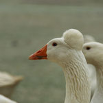 Gans mit besonderer Federhaube vom Kronauer Hof