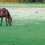 Un renard dans la pâture avec le cheval