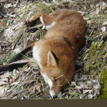 Un renard tué par les garde-chasse