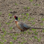 un coq faisan