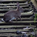 Un lapin sur la ligne de chemin de fer