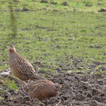 Deux poules faisannes