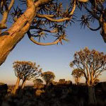 NAMIBIA MOTORBIKE TOURS ENDURO TOURS QUAD BIKE TOURS 4 x 4 SELF-DRIVE TOURS OFFROAD TOURS ADVENTURE TOURS / NAMIBIA SOUTH / WINDHOEK  KALAHARI GIANTS PLAYGROUND KÖCHERBAUMWALD FISHRIVER CANYON AI-AIS SOSSUSVLEI