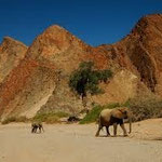NAMIBIA MOTORRADREISEN ENDUROTOUREN QUADTOUREN GELÄNDEWAGENTOUREN ABENTEUERREISEN OFFROADTOUREN / NAMIBIA DESERT RHINO  WINDHOEK  KHOMASHOCHLAND OMARURU SPITZKOPPE BRANDBERG UIS TWYFELFONTEIN GAI AS UGAB RIVER MESSUM CRATER CAPE CROSS SKELETON COAST 