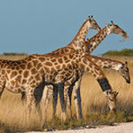 SAFARI IN ENDURO IN NAMIBIA