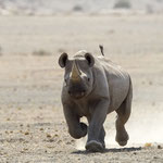SAFARI IN ENDURO IN NAMIBIA