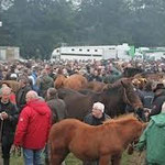 présentation de chevaux