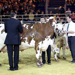 Concours national des vaches de race normande ( 4 années de lactation et plus)