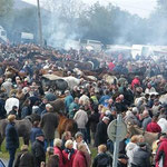 chevaux: beaucoup d'offre, peu de ventes