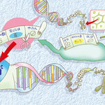 青い薔薇の作り方　サントリー　青バラ　遺伝子　DNA