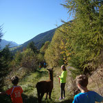 mitten am Weg stehen Lamas herum