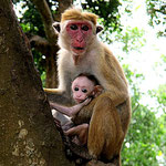 Yala Nationalpark - Affenliebe
