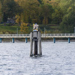 Hafenrundfahrt, Wismar (Schwedenköpfe)