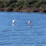 die Flamingos der Camargue Region