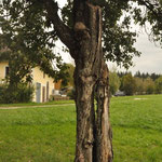 Zwetschkenbaum - 