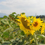 Der sonnige Tag führt als erstes zum Sonnenblumenfeld Deutenham
