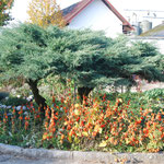 orange Herbstfrüchte treffen auf immergrünen Alpenzwergbaum